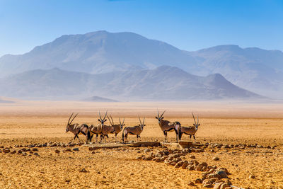 The herd of wild oryxs in namibia