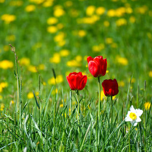 Close-up of red poppy flowers in field