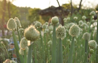 Close-up of flowering plants on field