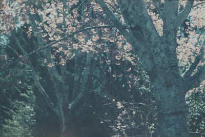 View of flowering trees in forest