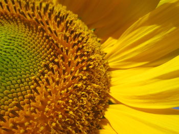 Close-up of fresh sunflower blooming outdoors