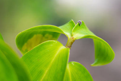 Close-up of green insect on leaves