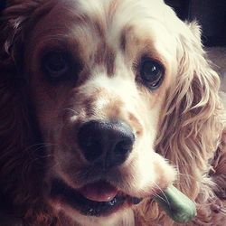 Close-up portrait of a dog