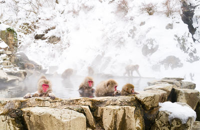 Snow monkeys sitting in the hot springs