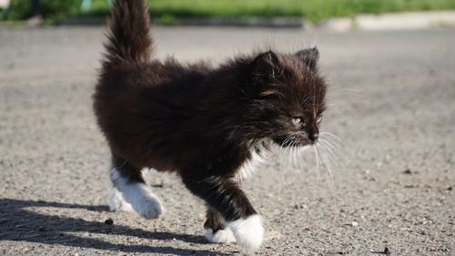 Cat walking on road