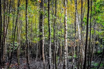 Full frame shot of pine trees in forest