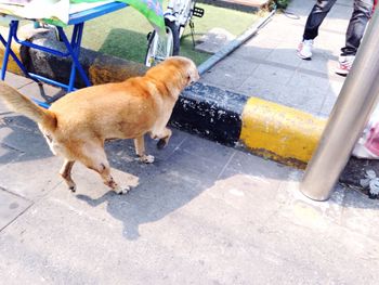 Dog on road