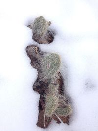 High angle view of lizard on snow