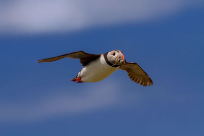 Low angle view of puffin carrying fish while flying in sky