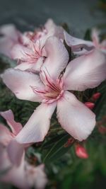 Close-up of pink flowers blooming outdoors