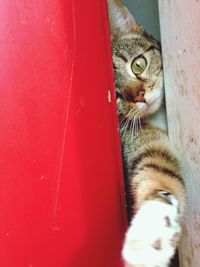 Portrait of cat looking through ajar door