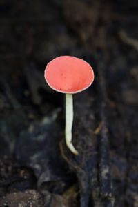 Close-up of red mushroom growing on field