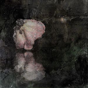 Reflection of trees in water