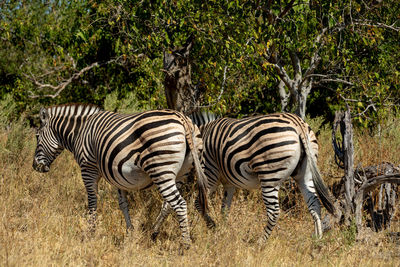 View of zebras standing against plants