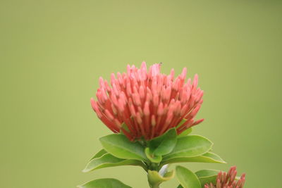 Close-up of red flower against yellow background