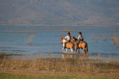 Horse riding horses in the sea