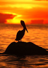 Silhouette pelican perching on rock in sea during sunset