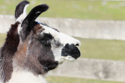 Close-up of horse on field