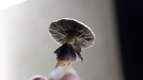 Close-up of mushroom