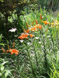 Orange flowers blooming outdoors