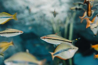 Close-up of fish swimming in sea