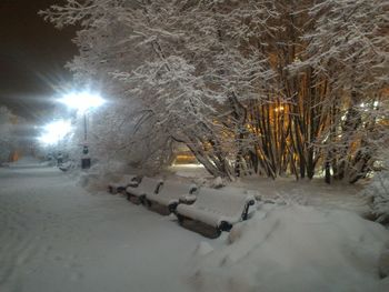 Illuminated trees during winter