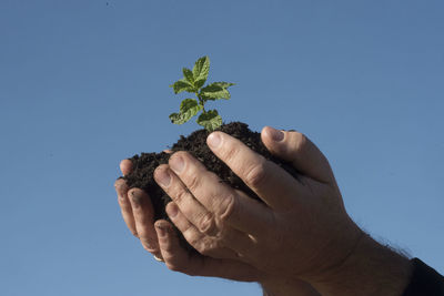 Low angle view of hand holding plant against clear blue sky