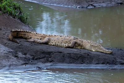 View of crocodile in the lake
