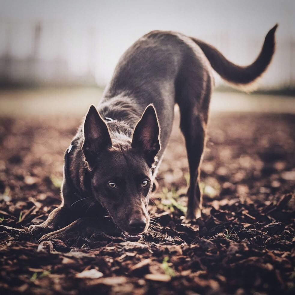 mammal, animal themes, domestic animals, animal, domestic, pets, land, one animal, field, vertebrate, dog, canine, nature, selective focus, no people, day, looking at camera, portrait, standing, outdoors, animal head