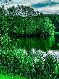 Scenic view of lake in forest