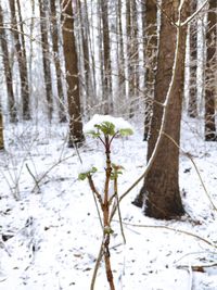 Scenic view of snow covered land and trees in forest