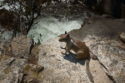 Wildlife in yosemite