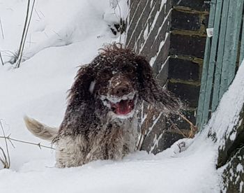 Dog in snow