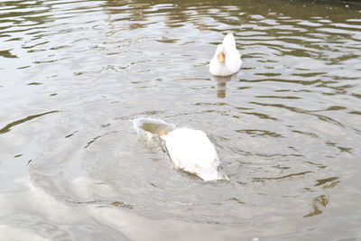 High angle view of swans swimming in lake