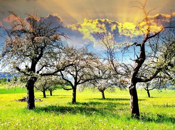 Trees on field against sky