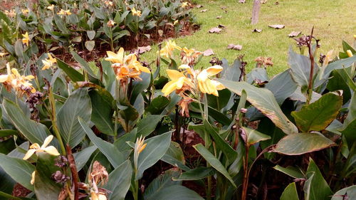 Flowers blooming on field