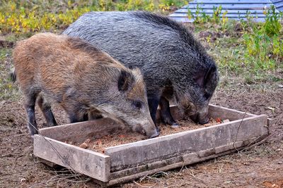 Wild boars eating from feeder