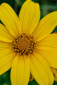 Close-up of yellow flower