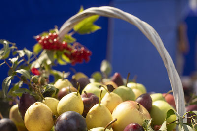 Close-up of fruits on tree