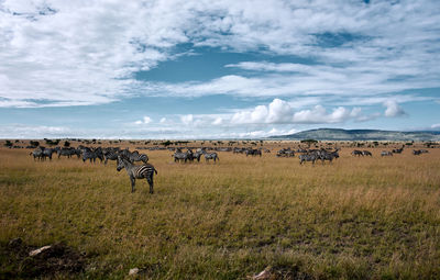 Flock of sheep on field