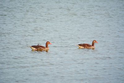 Ducks swimming in lake