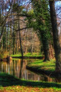 Scenic view of lake in forest