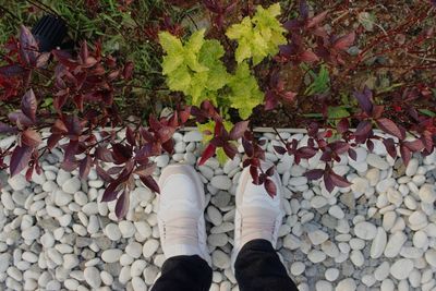 Low section of person standing on pebbles during autumn