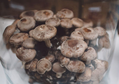 Close-up of mushrooms seen through glass