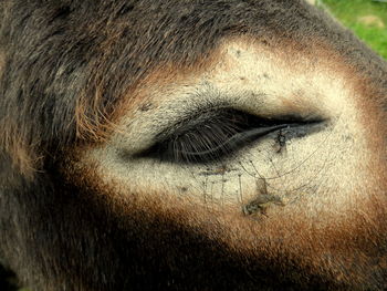 Close-up of insects on donkey eye