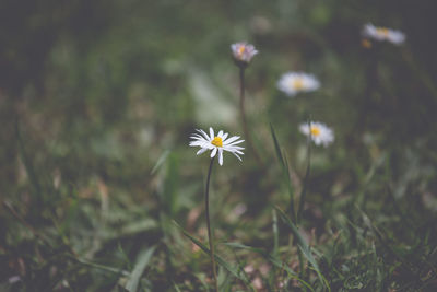 Close-up of daisy flower on field