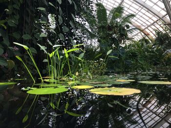 Plants growing in water