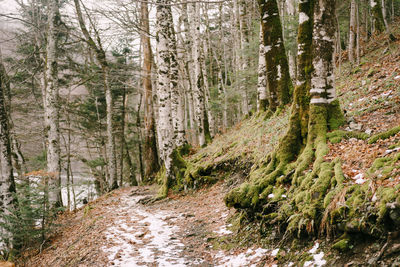 Footpath amidst trees in forest