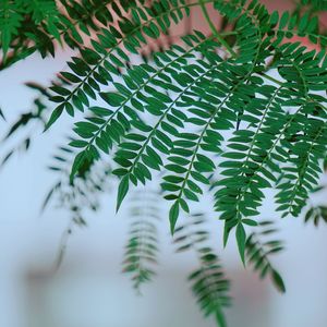 Close-up of pine tree leaves