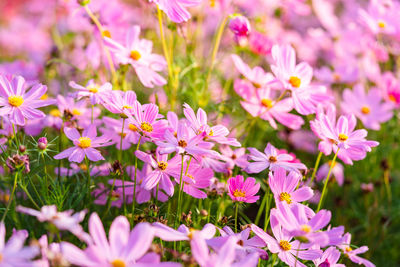 Close-up of pink flowering plants on field